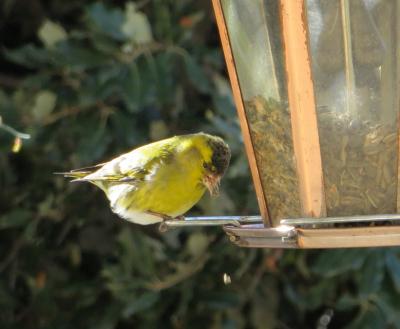 Tarin des aulnes Carduelis spinus (Linnaeus, 1758)