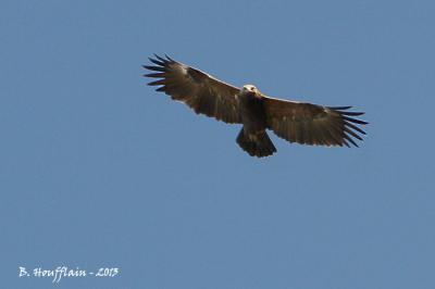 Aigle criard Clanga clanga (Pallas, 1811)