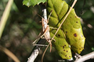 Decticelle frêle Yersinella raymondii (Yersin, 1860)