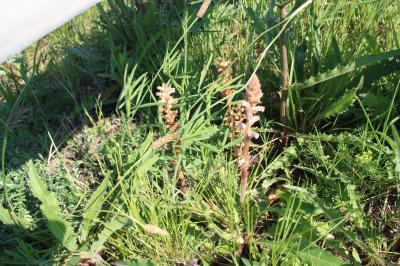 Orobanche du trèfle, Petite Orobanche Orobanche minor Sm., 1797