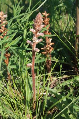 Orobanche du trèfle, Petite Orobanche Orobanche minor Sm., 1797