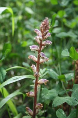 Orobanche crénelée Orobanche crenata Forssk., 1775