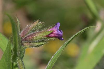 Pulmonaire à feuilles longues Pulmonaria longifolia (Bastard) Boreau, 1857