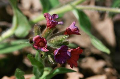 Pulmonaire à feuilles longues Pulmonaria longifolia (Bastard) Boreau, 1857