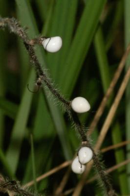 Grémil officinal, Herbe aux perles Lithospermum officinale L., 1753
