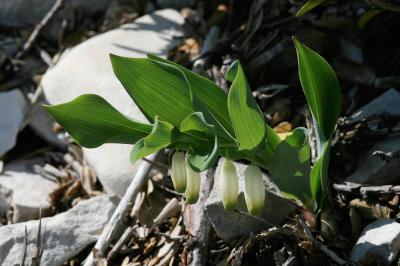 Sceau de salomon odorant, Polygonate officinal Polygonatum odoratum (Mill.) Druce, 1906