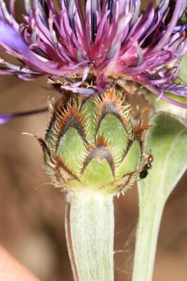 Centaurée Cyanus semidecurrens (Jord.) Holub, 1973