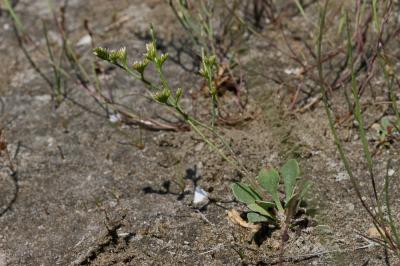 Statice de Girard, Saladelle de Girard Limonium girardianum (Guss.) Fourr., 1869