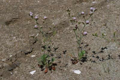 Statice de Girard, Saladelle de Girard Limonium girardianum (Guss.) Fourr., 1869