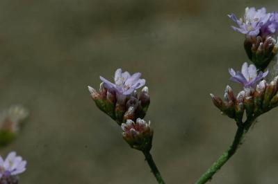 Statice de Girard, Saladelle de Girard Limonium girardianum (Guss.) Fourr., 1869