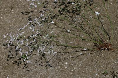 Statice raide, Limonium en baguette Limonium virgatum (Willd.) Fourr., 1869