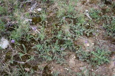 Astragale étoilé, Astragale en étoile Astragalus stella Gouan, 1773