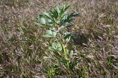 Vesce Fève Vicia faba L., 1753