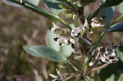 Vesce Fève Vicia faba L., 1753