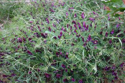Vesce à gousses velues Vicia dasycarpa Ten., 1829