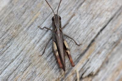 Criquet des Pins Chorthippus vagans (Eversmann, 1848)