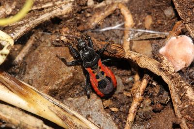  Peirates hybridus (Scopoli, 1763)