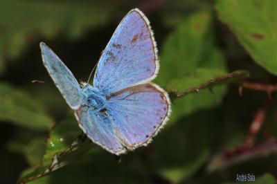 Azuré bleu-céleste (L'), Bel-Argus (Le), Argus ble Lysandra bellargus (Rottemburg, 1775)