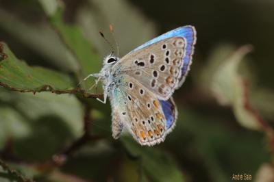 Azuré bleu-céleste (L'), Bel-Argus (Le), Argus ble Lysandra bellargus (Rottemburg, 1775)