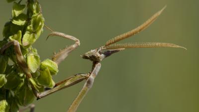 Empuse commune, Diablotin Empusa pennata (Thunberg, 1815)