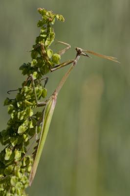Empuse commune, Diablotin Empusa pennata (Thunberg, 1815)
