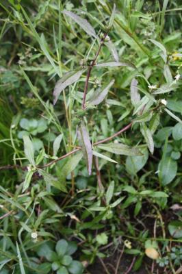 Éclipte blanche Eclipta prostrata (L.) L., 1771