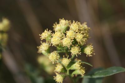 Séneçon en arbre, Baccharis à feuilles d'Halimione Baccharis halimifolia L., 1753