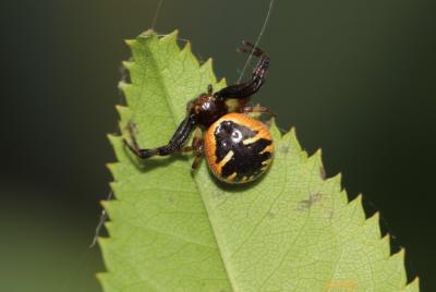 Thomise Napoléon Synema globosum (Fabricius, 1775)