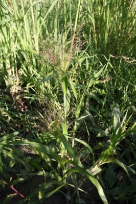 Panic capillaire Panicum capillare L., 1753