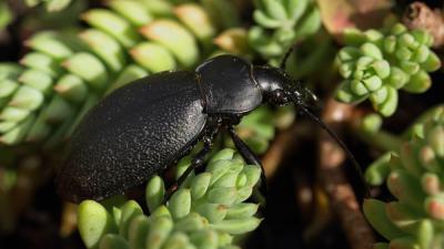 Carabe chagriné Carabus coriaceus Linnaeus, 1758