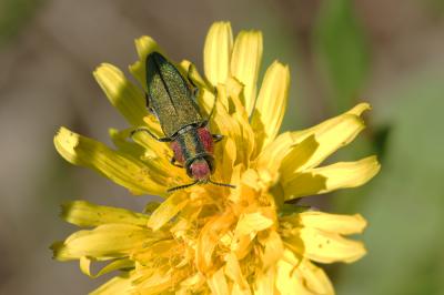 Bupreste hongrois Anthaxia hungarica (Scopoli, 1772)
