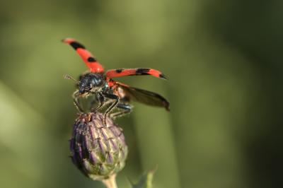 Clairon des abeilles Trichodes apiarius (Linnaeus, 1758)