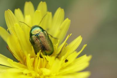  Cryptocephalus sericeus (Linnaeus, 1758)