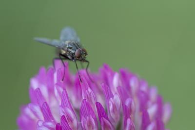  Anthomyia pluvialis (Linnaeus, 1758)
