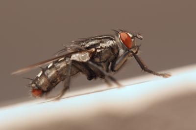 Mouche à damier, Mouche grise de la viande Sarcophaga carnaria (Linnaeus, 1758)