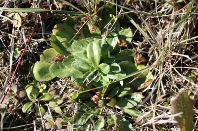 Pâquerette Bellis perennis L., 1753