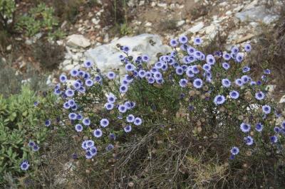 Turbith Globularia alypum L., 1753