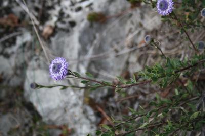 Turbith Globularia alypum L., 1753