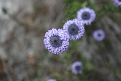 Turbith Globularia alypum L., 1753
