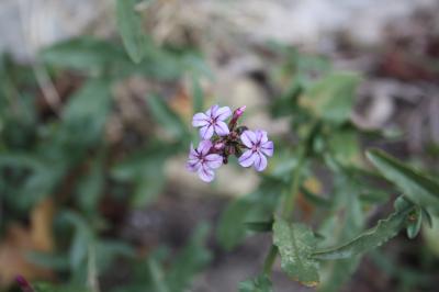 Plumbago d'Europe, Plombago Plumbago europaea L., 1753
