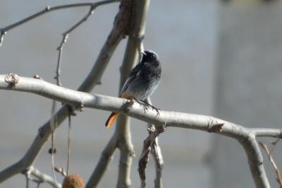 Rougequeue noir Phoenicurus ochruros (S. G. Gmelin, 1774)