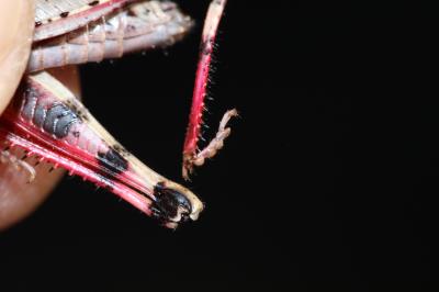 OEdipode automnale, Criquet farouche  Aiolopus strepens (Latreille, 1804)