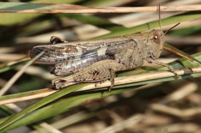 OEdipode automnale, Criquet farouche  Aiolopus strepens (Latreille, 1804)