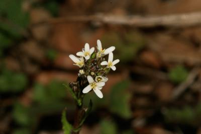 Arabette à fruits aplatis, Arabette des bois Arabis planisiliqua (Pers.) Rchb., 1838