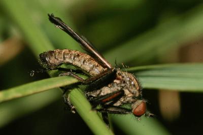 Empis marqueté Empis tessellata Fabricius, 1794