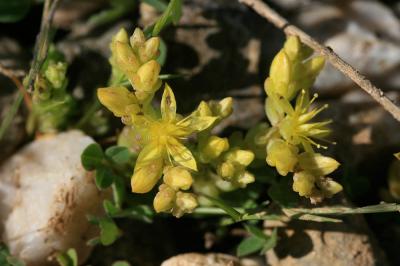 Poivre de muraille, Orpin acre Sedum acre L., 1753