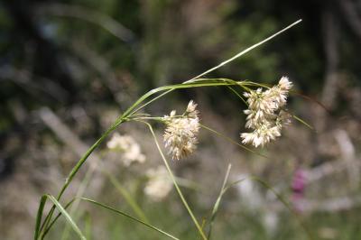 Luzule blanche, Luzule des neiges Luzula nivea (Nathh.) DC., 1805