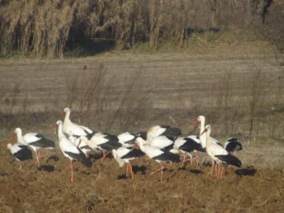 Cigogne blanche Ciconia ciconia (Linnaeus, 1758)