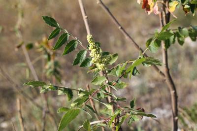 Sumac des corroyeurs, Vinaigrier Rhus coriaria L., 1753
