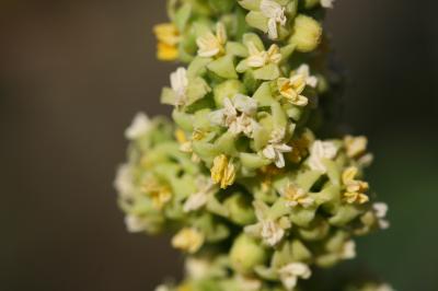 Sumac des corroyeurs, Vinaigrier Rhus coriaria L., 1753